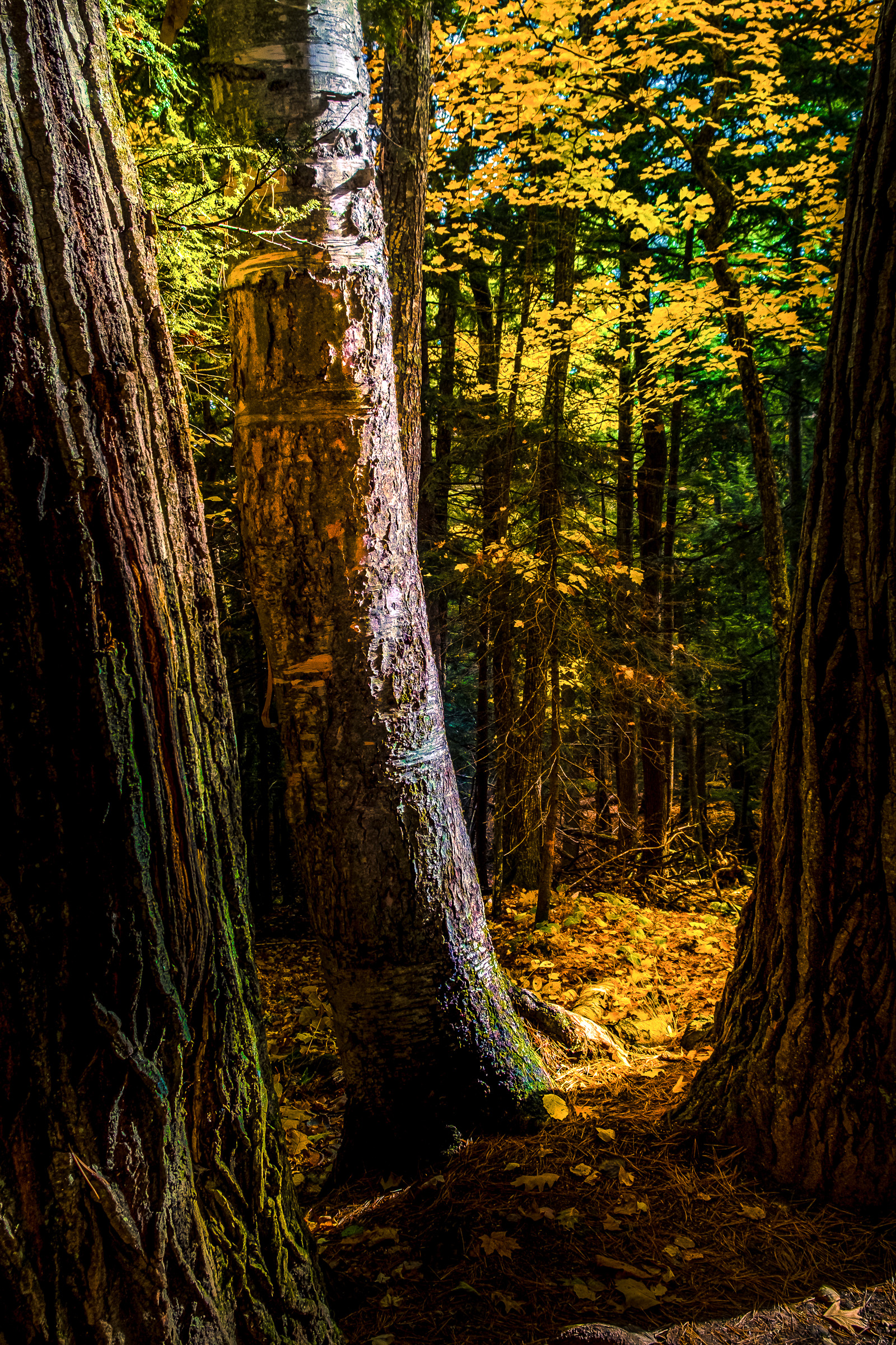 Trees the Tree